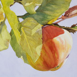 apple, watercolor
